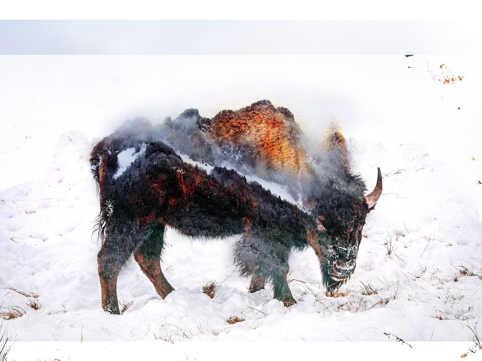 Bison montagne filtres et modes de fusion